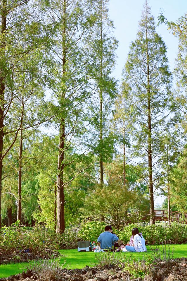 辰山植物園 賞個五彩斑斕的秋。