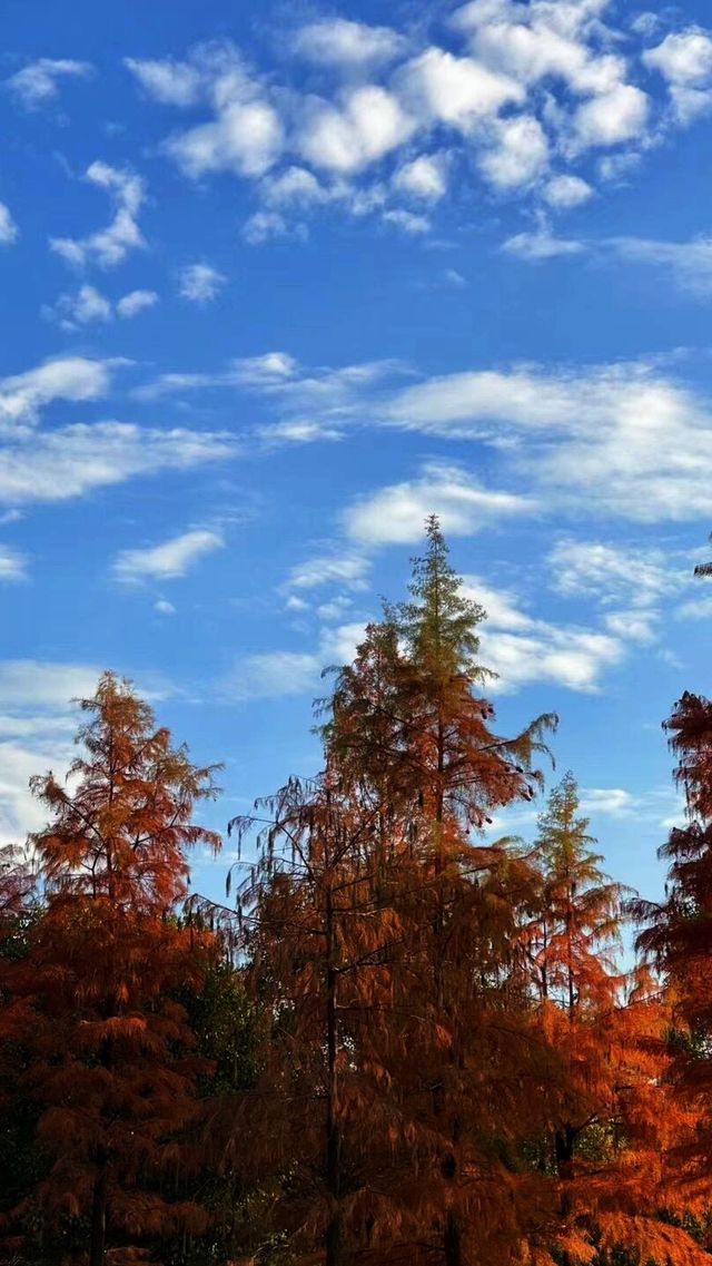 巧了！拍了國家地理同款水上落羽紅杉林。