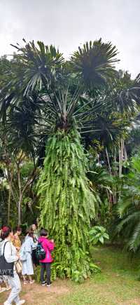 中國科學院西雙版納熱帶植物園（雲南省，5A）