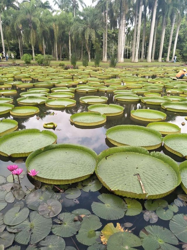 打卡西雙版納中科院植物園