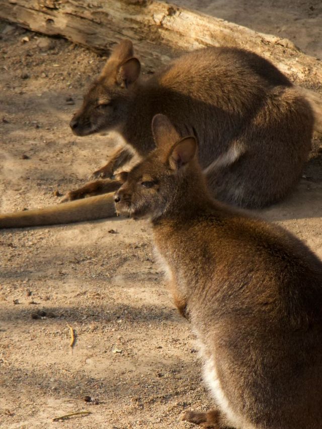 冬季反向遊 | 附汴京動物園互動遊玩攻略