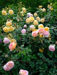 A garden in Atami