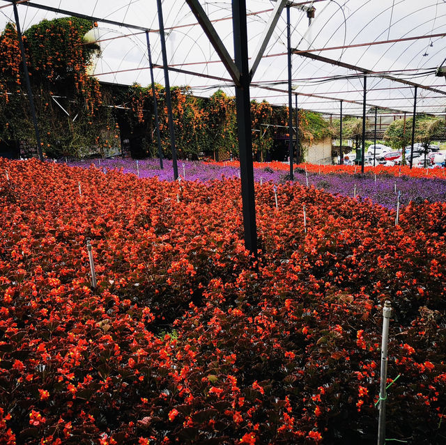 Purple Paradise: A Magical Day at Lavender Garden Cameron Highlands!