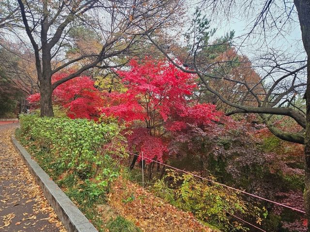 A nice trail of autumn foliage at Namsan Park trail