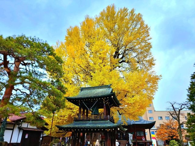 高山國分寺 金黃的千年銀杏