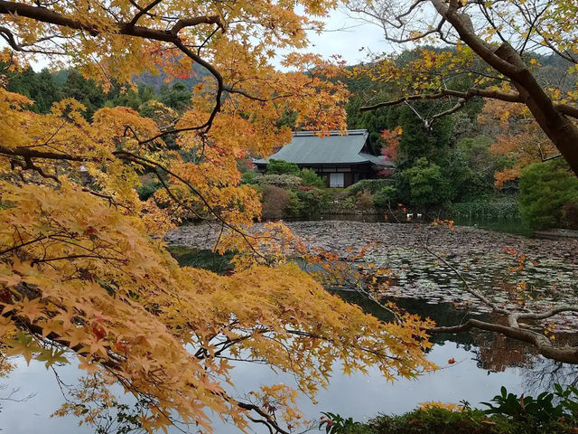  京都龍安寺：禪意的極致與石庭之美