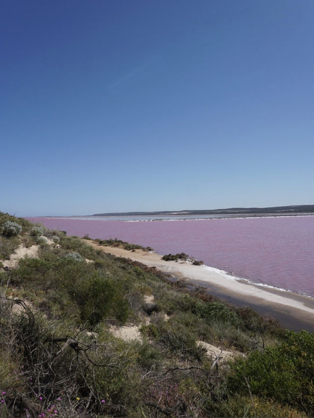 Pink Lake, Australia 