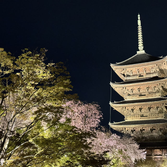 東寺的夜櫻 - 一段永恆的心靈之旅