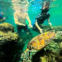 Moalboal 🇵🇭 Snorkeling with Turtles