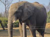 上海野生動物園一日遊花銷