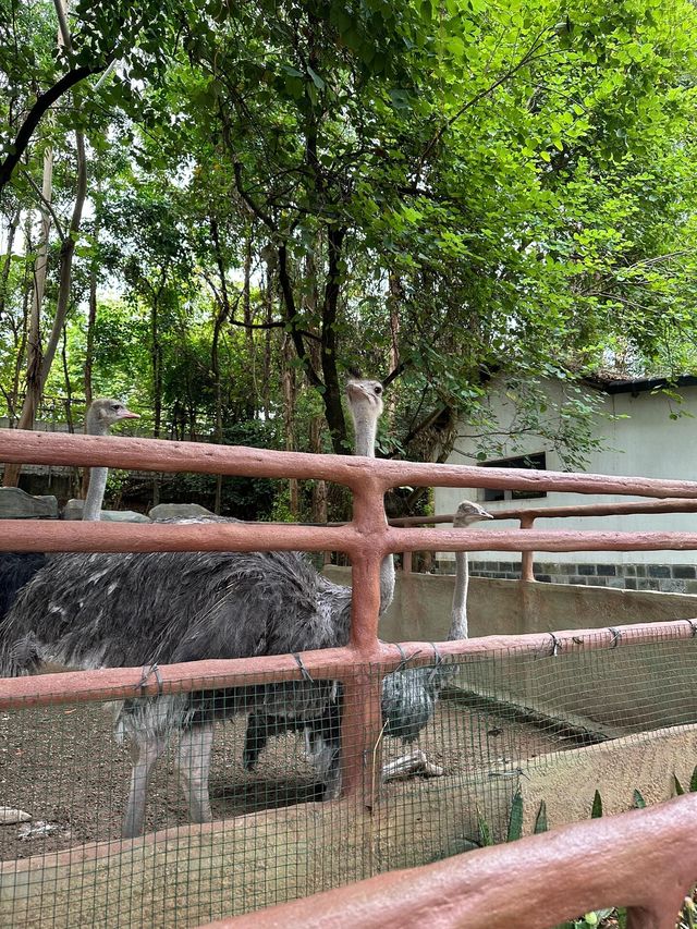 東莞｜香市動物園。