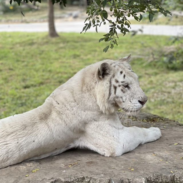 親近自然的歡樂時光——上海野生動物園的奇趣探險