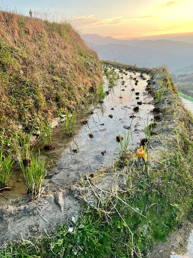 冬日龍勝錯過就等一年別留遺憾。