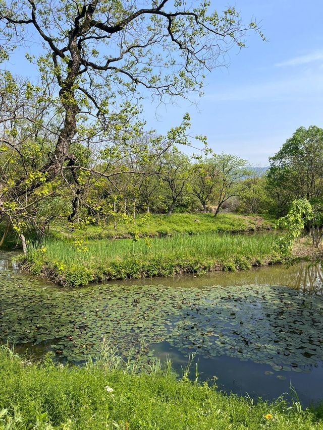 杭州西溪國家森林公園