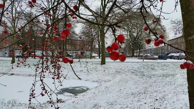 荷蘭隨手拍之冬日雪景