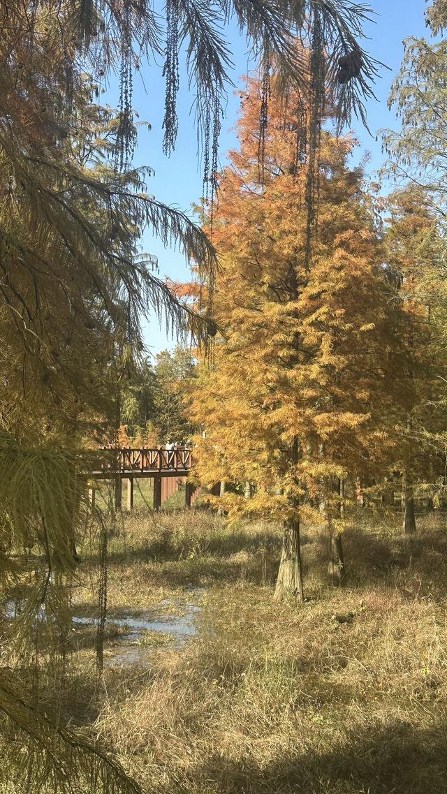 秋日的四明湖紅杉林