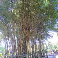 A peaceful mind - Truc Lam Pagoda 