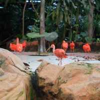 Singapore Zoo