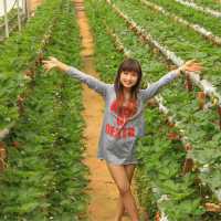 Self Pick Strawberry at Cameron Highland