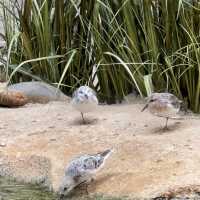 【馬來西亞國家動物園】近距離觀賞珍稀野生動物，獨一無二的體驗