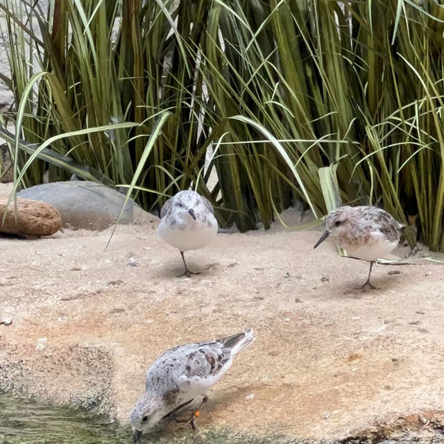 【馬來西亞國家動物園】近距離觀賞珍稀野生動物，獨一無二的體驗