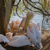 【吉隆坡】馬來西亞國家動物園～迷人野生動物