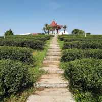 Must visit tea plantation in Chiang Rai