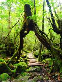 まるでジブリの世界🌿苔むす白谷雲水峡🌿