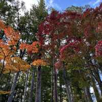 🇯🇵【和歌山】高野山真言宗　総本山金剛峯寺