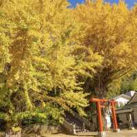 雷神社公孫樹，超過九百歲