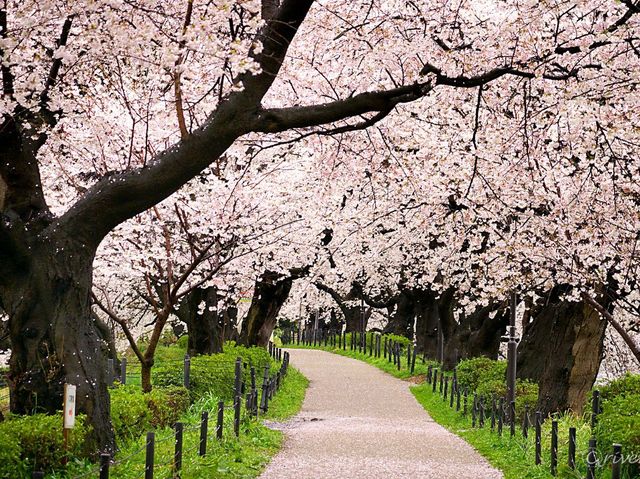 【埼玉県】埼玉屈指の花の名所！四季折々の花が楽しめる「幸手権現堂桜堤」