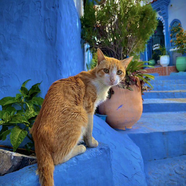 Chefchaouen : A Dream for Cat Lovers