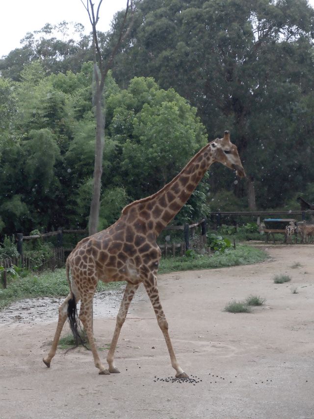 在雲南野生動物園拍到人生照片，真的不是非洲