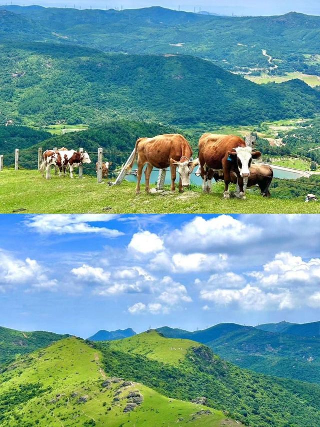 福建「阿勒泰」｜大姆山天然草場。