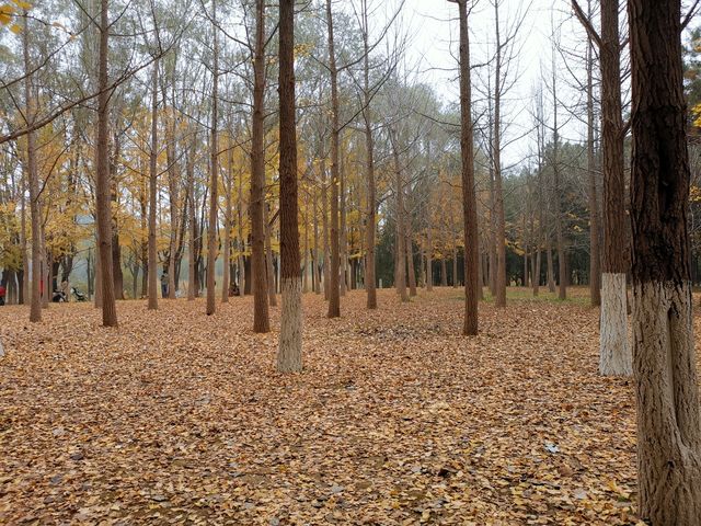 奧林匹克森林公園。