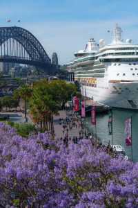 Sydney, it's the season of Jacaranda blooms again!