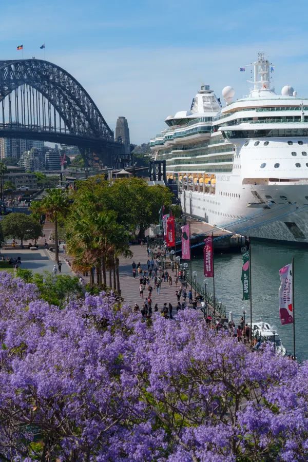 Sydney, it's the season of Jacaranda blooms again!