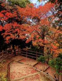 奈良若草山，令人心動的落葉。。