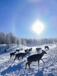 內蒙古烏蘭布統｜南方人夢裡的林海雪原