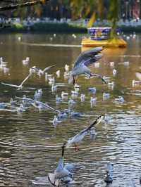 昆明翠湖公園：觀鷗帶娃 Trip Moments 好地方！