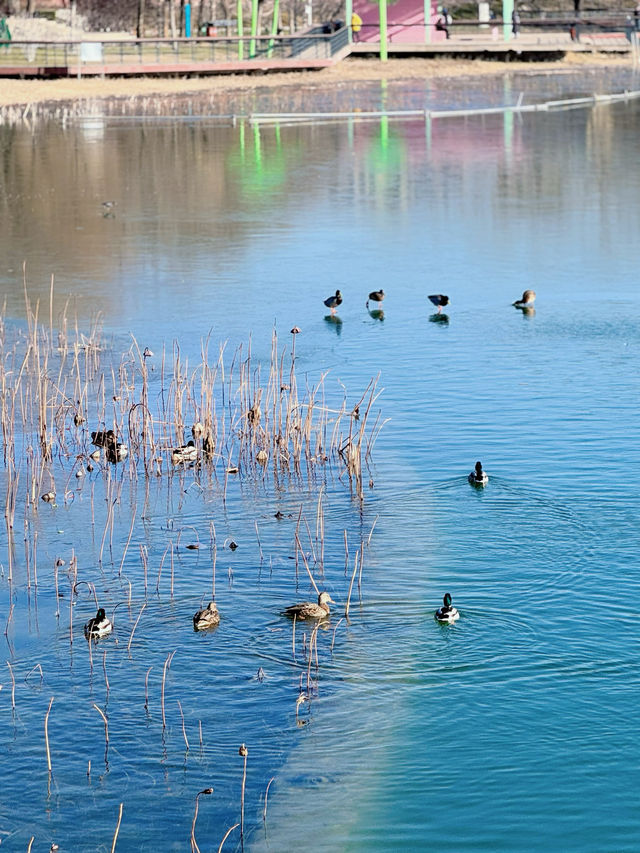 北京冬日逛公園35｜紅領巾公園