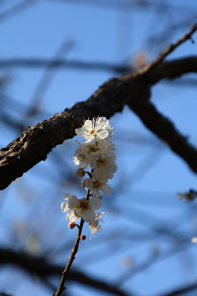 廣州 | 香雪公園的梅花怒放了(附路線)