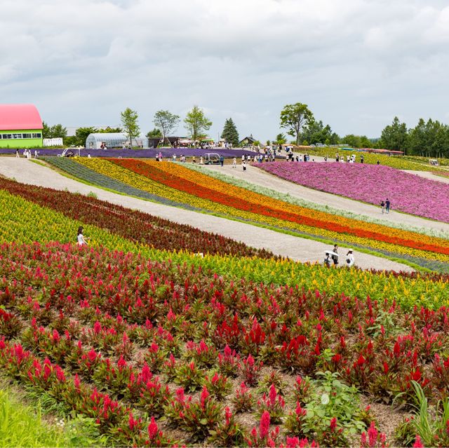 Exploring Hokkaido's Floral Wonderland and the Northernmost Point in Japan