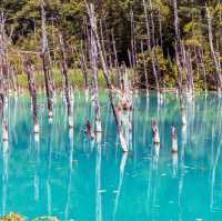 Exploring Hokkaido's Floral Wonderland and the Northernmost Point in Japan