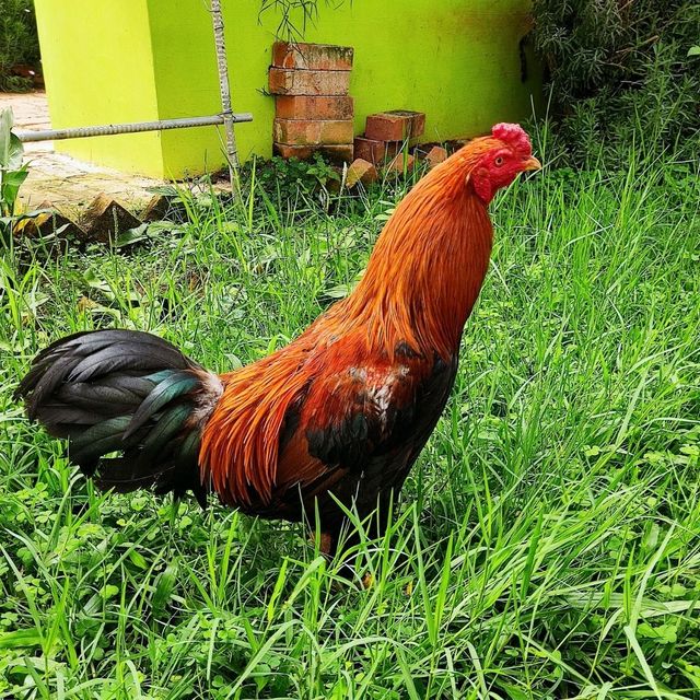 🐇 Fun with Furry Friends at Cameron Highlands 🐥