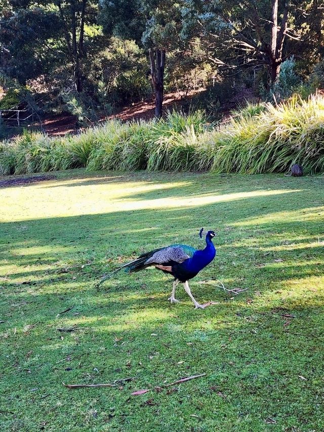 Cataract Gorge Reserve