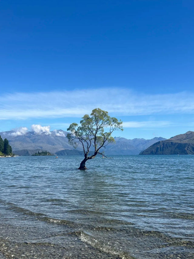 Wanaka 🌳 เมืองตากอากาศสุดชิลที่ต้องปักหมุด NZ