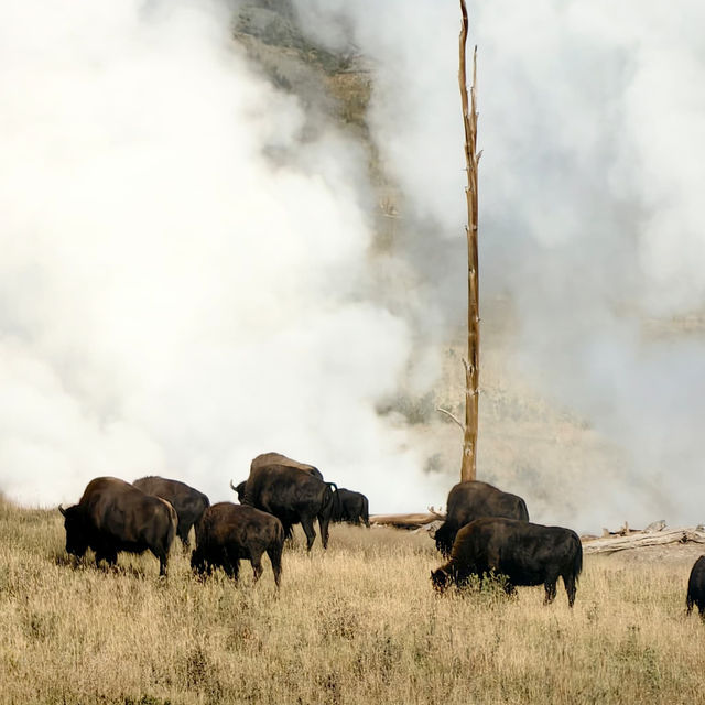 Top tips to spot wildlife in Yellowstone National Park 🦬