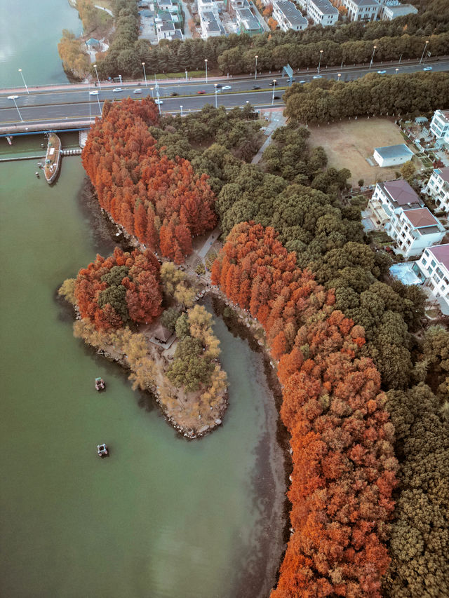 蘇州除了園林還有水杉｜蘇州紅杉一日遊路線