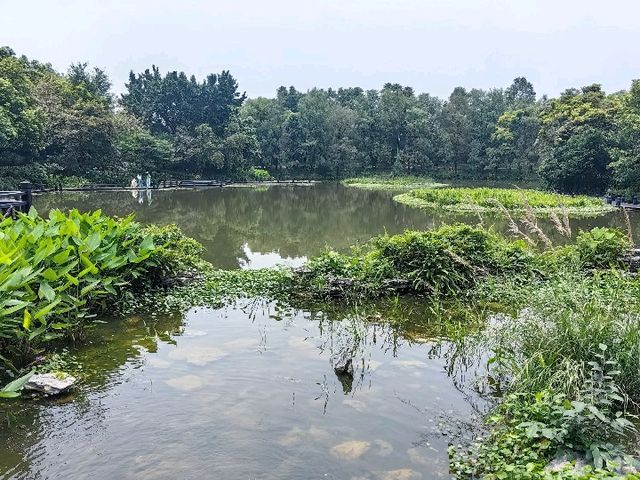 廣州海珠濕地公園：自然寧靜，適合放鬆和親近大自然